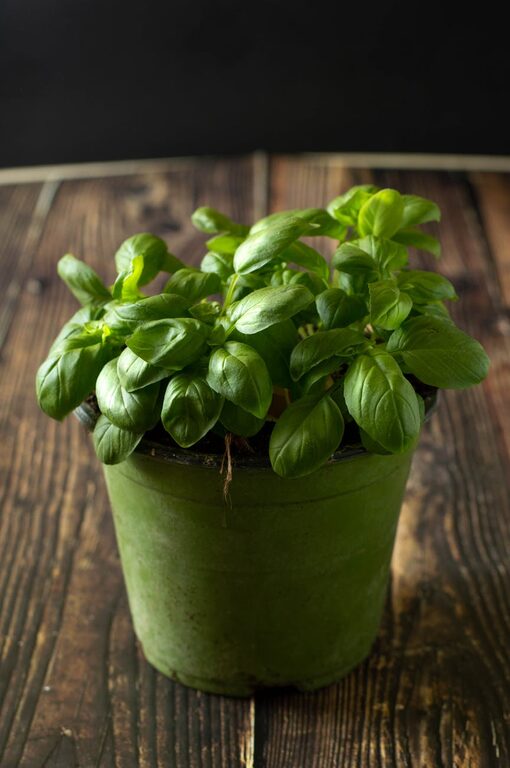 How to Start a Small Herb Garden Indoors: A Beginner’s Guide